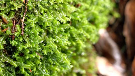 苔蘚|走進苔蘚綠世界｜種植熱潮背後課題